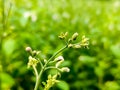 ÃÂ 

Tiny Flowers on Cyanthillium Cinereum or Little Ironweed Plant Royalty Free Stock Photo